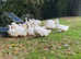 Exhibition / Show Aylesbury Ducks