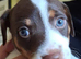 Jack Russell,Hastings,READY TOO LEAVE FOR HIS FOREVER HOME 25TH AUGUST