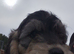Beautiful Cockapoo Puppies – 2 Girls Available