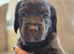 Cockapoo puppies for sale