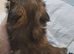 Lhasa-apso pups