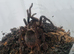 Therophosa stirmi