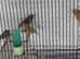 BLACK CHEEK PAIR OF ZEBRA FINCH. AND 3 ISABEL ORANGEY FINCH .PR GREEN BUDGIES
