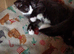 Two kittens needing homes sorry problem with contacting people