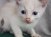 Tow kittens