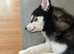 Toy size Pomsky male for sale