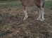 Cob x clydesdale filly