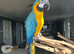 BLUE & GOLD MACAW, 2 YEARS OLD, COMPLETE SETUP