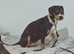 Staff x beagle