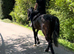 PROJECT Gorgeous bay mare who will go far in the right hands