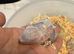 Baby Lovebird ready for reserving