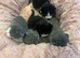Kitten for sale