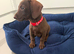 Miniature Dachshund Puppies