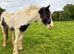 Striking 2 Year Old Cob Filly - Quality youngstock
