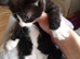 Nice kitten