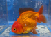 Quality Fancy Goldfish