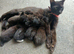 Kittens ready for a loving home
