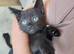10 week old boy kitten