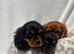 Cavalier King Charles