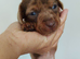 Miniature dachshund mixed with Patterdale pups