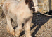 Mini cob yearling coloured filly