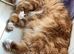 Main coon cross