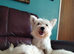 Beautiful West Highland terrier