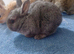 3 female looking for a home