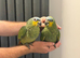Handreard orange -winged Amazon for sale or px