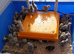 Bobwhite Snowflake Quail Chicks £3