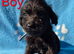 Jackapoo puppies