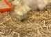 Silkie chickens, chicks and hatching eggs