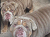 Beautiful English Bulldogs – Must Stay Together