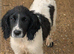 Foundation Trained, 6 Month Old Girl, Soft, Sweet Natured, Springer Ready for Her Next Chapter