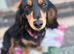 Long haired mini dachshund