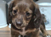 Lomg haired brindle female