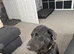 Gorgeous 13-Month-Old Male Labrador Retriever for Sale