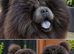 Blue chow chow female