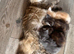 Maine coon cross persian kittens ready now