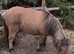Beautiful Shetland dun mare