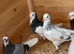 roller pigeons for sale