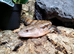 Merauke  Blue Tongue Skink at Birmingham Reptiles