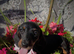 Dachshund puppies