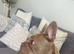 Female 4 year old French bulldog