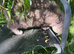Adult female blue cream