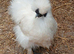 Silkies bantam hens