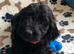 Exquisite cockapoo puppies from Health tested parents