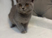 Stunning chunky BSH male kittens READY NOW