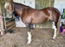 Flashy Welsh D mare shown County level