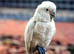 Cockatoo Glasgow
